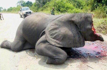 Elephant+dead+when+you+think+its+just+an+elephant_f32e0c_6004843.jpg